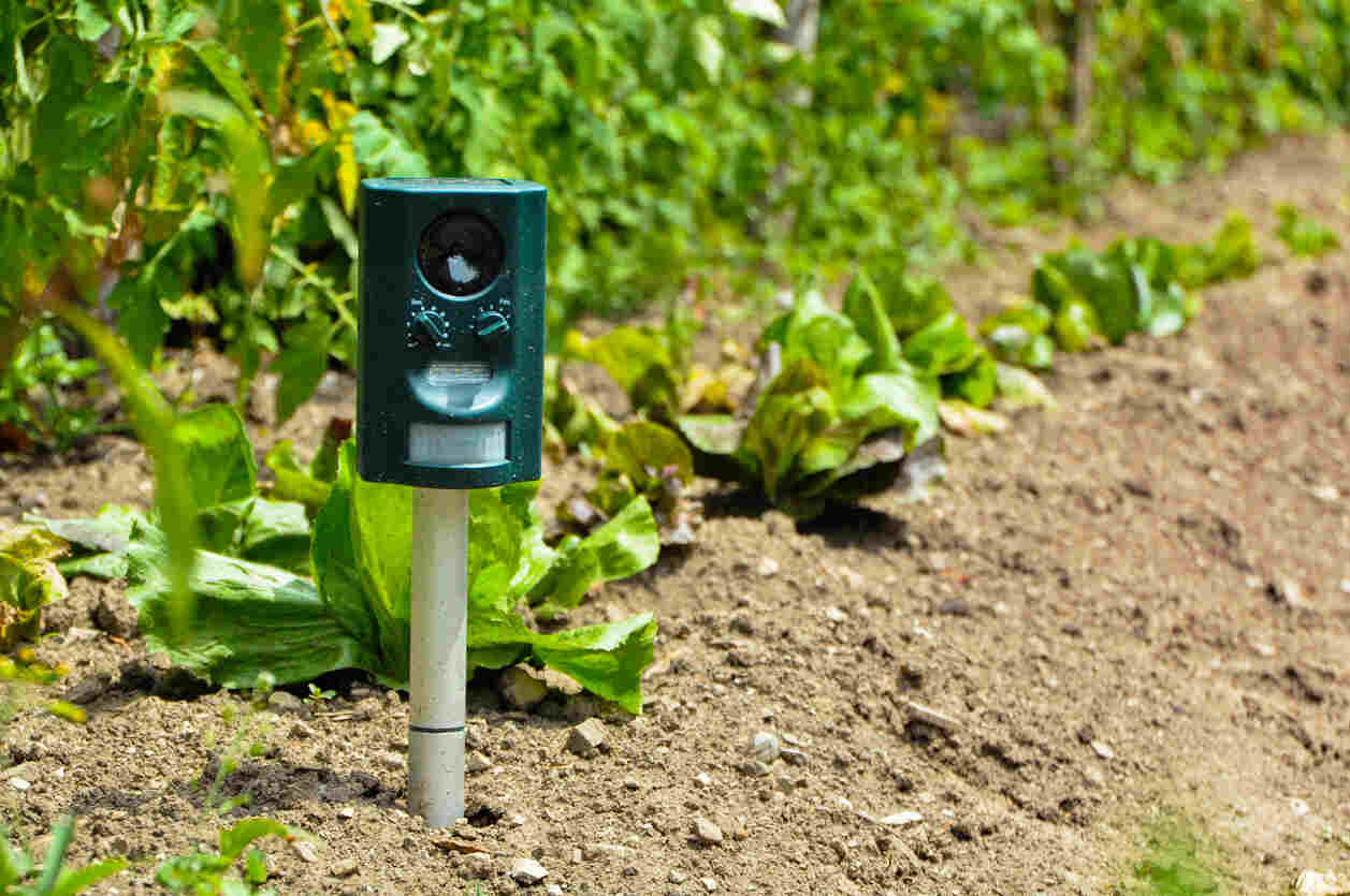 picture about iot and agriculture