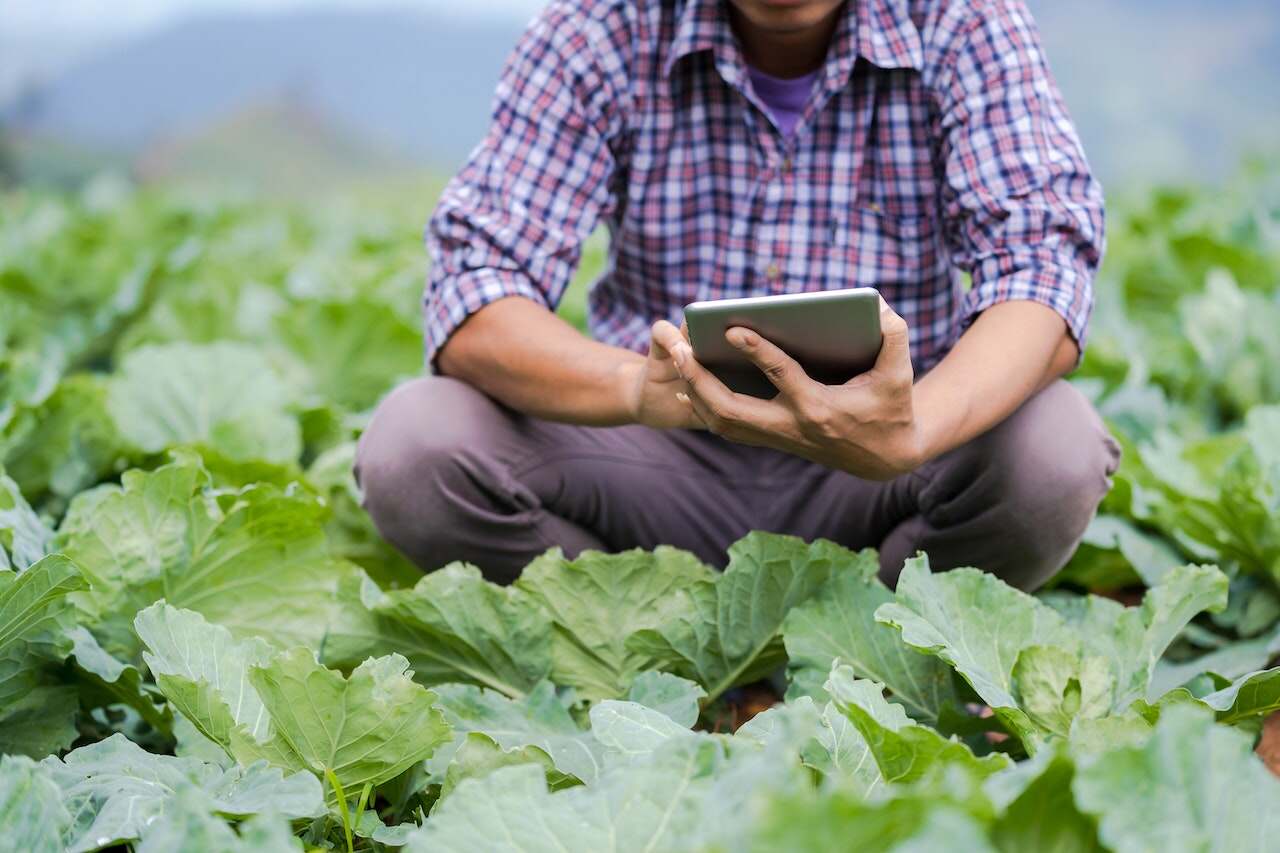 picture about iot and agriculture
